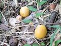 Spondias axillaris
